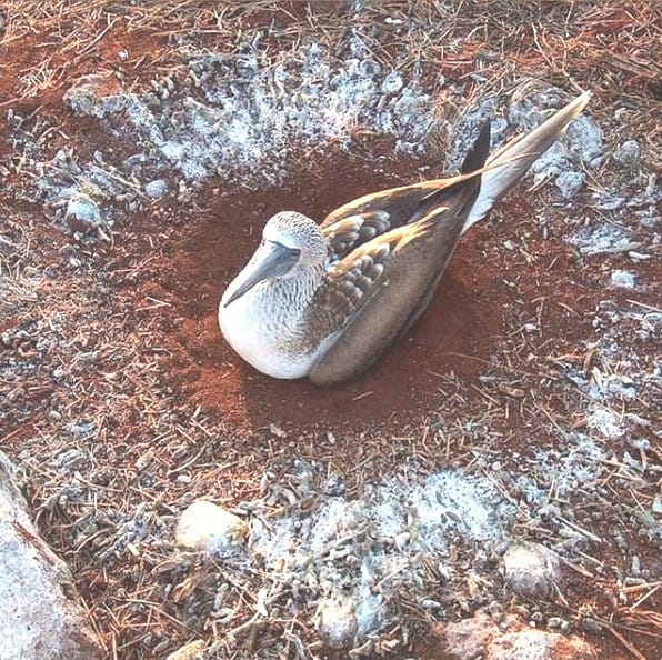Por que este não é o seu cruzeiro de luxo comum nas Galápagos
